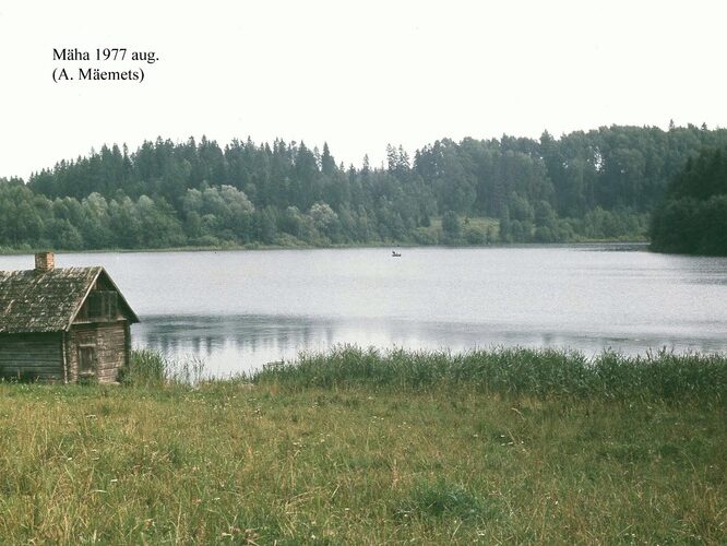 Maakond: Valgamaa Veekogu nimi: Mäha järv Pildistamise aeg: august 1977 Pildistaja: A. Mäemets Pildistamise koht: teadmata Asimuut: