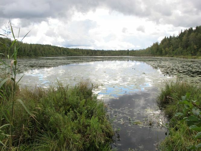 Maakond: Valgamaa Veekogu nimi: Mäsajärv Pildistamise aeg: 4. september 2012 Pildistaja: H. Timm Pildistamise koht: teadmata Asimuut: