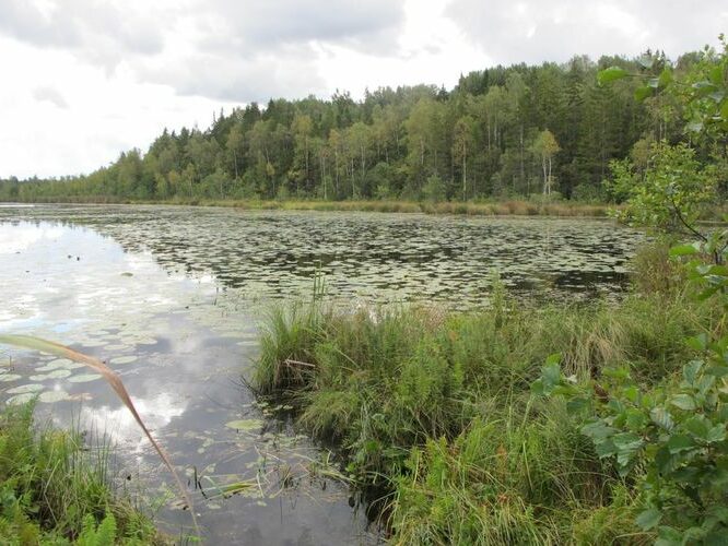 Maakond: Valgamaa Veekogu nimi: Mäsajärv Pildistamise aeg: 4. september 2012 Pildistaja: H. Timm Pildistamise koht: teadmata Asimuut: