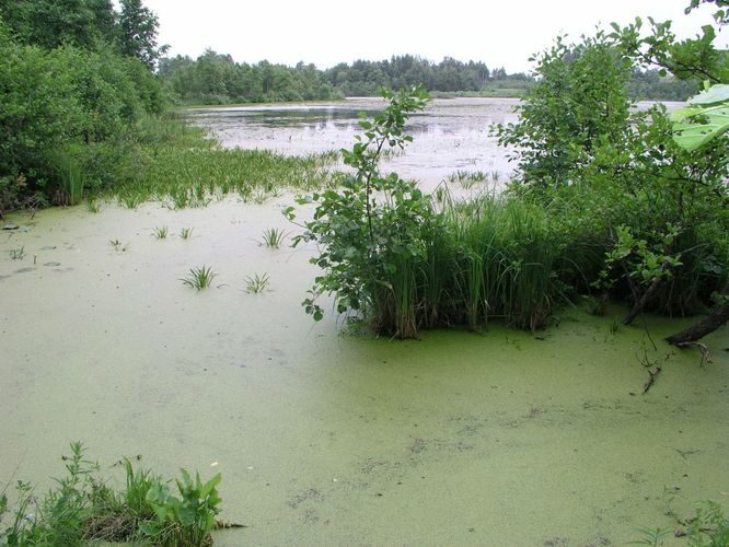 Maakond: Valgamaa Veekogu nimi: Neitsijärv Pildistamise aeg: 28. juuni 2007 Pildistaja: H. Timm Pildistamise koht: teadmata Asimuut: