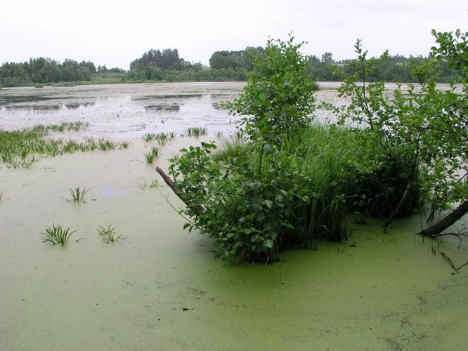 Maakond: Valgamaa Veekogu nimi: Neitsijärv Pildistamise aeg: 28. juuni 2007 Pildistaja: H. Timm Pildistamise koht: teadmata Asimuut: