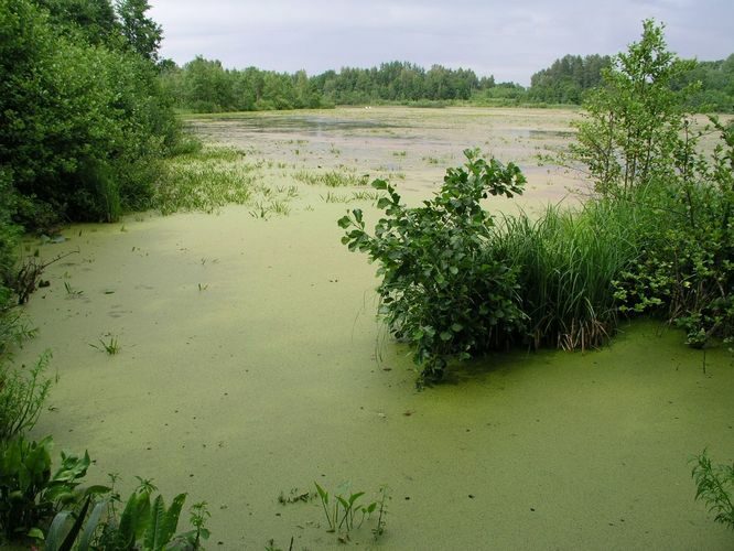 Maakond: Valgamaa Veekogu nimi: Neitsijärv Pildistamise aeg: 3. juuli 2008 Pildistaja: H. Timm Pildistamise koht: teadmata Asimuut: