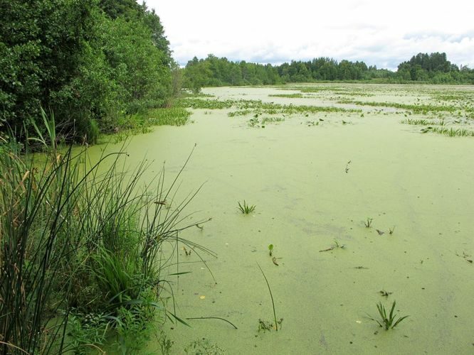 Maakond: Valgamaa Veekogu nimi: Neitsijärv Pildistamise aeg: juuli 2011 Pildistaja: H. Timm Pildistamise koht: teadmata Asimuut: