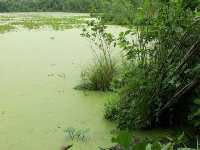 Maakond: Valgamaa Veekogu nimi: Neitsijärv Pildistamise aeg: juuli 2011 Pildistaja: H. Timm Pildistamise koht: teadmata Asimuut: