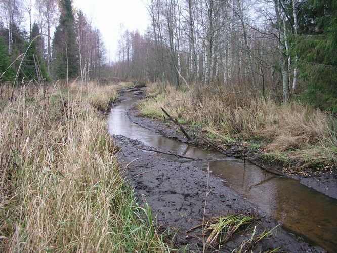 Maakond: Tartumaa Veekogu nimi: Nigula oja Pildistamise aeg: 6. november 2005 Pildistaja: H. Timm Pildistamise koht: teadmata Asimuut: