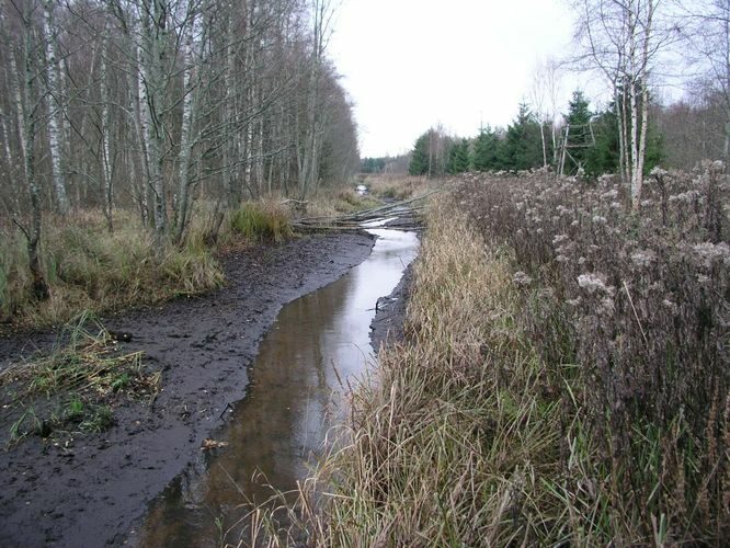 Maakond: Tartumaa Veekogu nimi: Nigula oja Pildistamise aeg: 6. november 2005 Pildistaja: H. Timm Pildistamise koht: teadmata Asimuut: