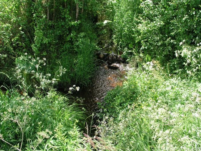 Maakond: Tartumaa Veekogu nimi: Nigula oja Pildistamise aeg: 19. juuni 2008 Pildistaja: H. Timm Pildistamise koht: Maarja tee Asimuut: