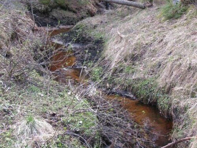 Maakond: Tartumaa Veekogu nimi: Nigula oja Pildistamise aeg: 30. aprill 2011 Pildistaja: H. Timm Pildistamise koht: enne Valguta Mustjärve vv. suue Asimuut: