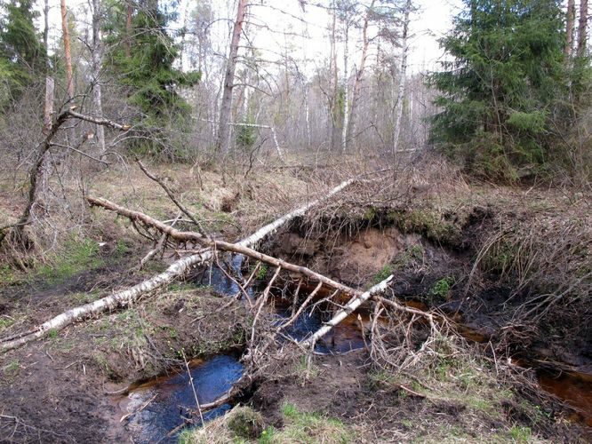 Maakond: Tartumaa Veekogu nimi: Nigula oja Pildistamise aeg: 30. aprill 2011 Pildistaja: H. Timm Pildistamise koht: Valguta Mustjärve vv. suue Asimuut: