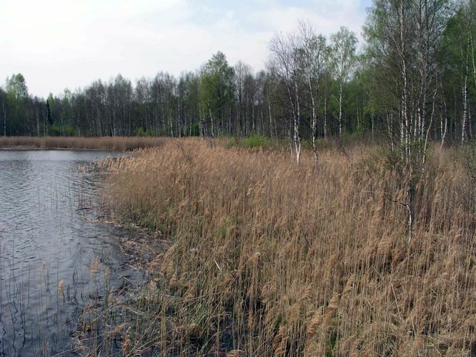 Maakond: Tartumaa Veekogu nimi: Nõo Suur Karujärv Pildistamise aeg: 5. mai 2004 Pildistaja: H. Timm Pildistamise koht: teadmata Asimuut: