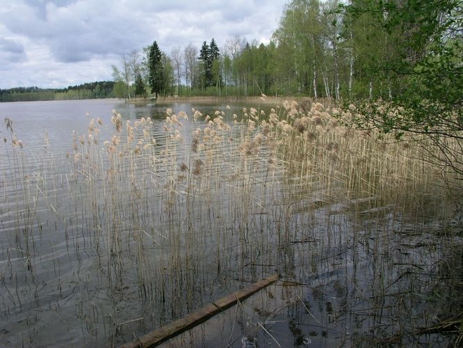 Maakond: Valgamaa Veekogu nimi: Nõuni järv Pildistamise aeg: 7. mai 2008 Pildistaja: H. Timm Pildistamise koht: teadmata Asimuut: