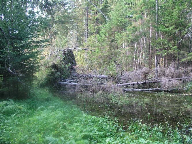 Maakond: Valgamaa Veekogu nimi: Nuudasläte Pildistamise aeg: 22. juuli 2007 Pildistaja: H. Timm Pildistamise koht: teadmata Asimuut: