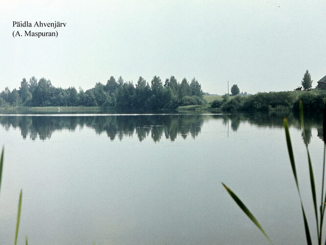 Maakond: Valgamaa Veekogu nimi: Päidla Ahvenjärv Pildistamise aeg: teadmata Pildistaja: A. Maspuran Pildistamise koht: teadmata Asimuut: