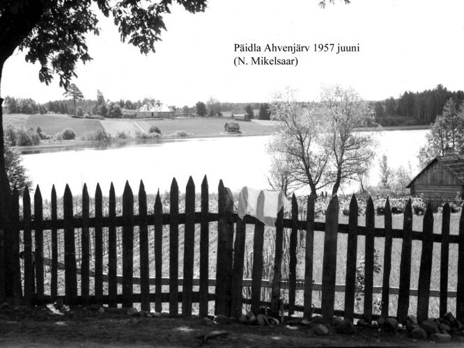 Maakond: Valgamaa Veekogu nimi: Päidla Ahvenjärv Pildistamise aeg: juuni 1957 Pildistaja: N. Mikelsaar Pildistamise koht: teadmata Asimuut: