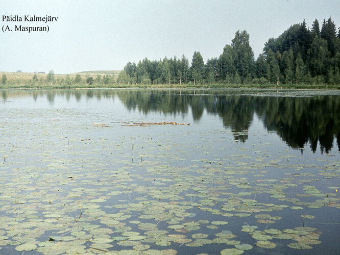 Maakond: Valgamaa Veekogu nimi: Päidla Kalmejärv Pildistamise aeg: teadmata Pildistaja: A. Maspuran Pildistamise koht: teadmata Asimuut: