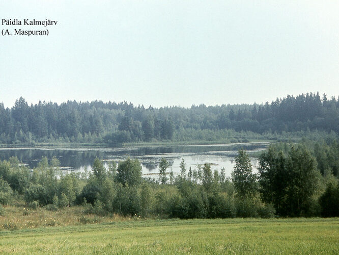 Maakond: Valgamaa Veekogu nimi: Päidla Kalmejärv Pildistamise aeg: teadmata Pildistaja: A. Maspuran Pildistamise koht: teadmata Asimuut: