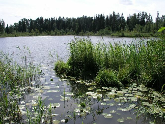 Maakond: Valgamaa Veekogu nimi: Päidla Kõverjärv Pildistamise aeg: august 2008 Pildistaja: H. Timm Pildistamise koht: teadmata Asimuut: