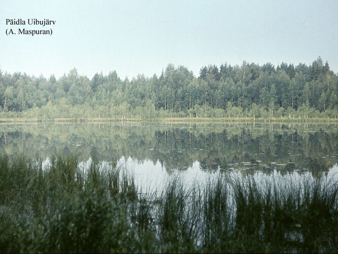 Maakond: Valgamaa Veekogu nimi: Päidla Uibujärv Pildistamise aeg: teadmata Pildistaja: A. Maspuran Pildistamise koht: teadmata Asimuut: