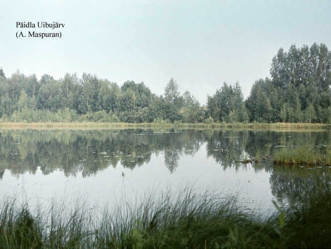 Maakond: Valgamaa Veekogu nimi: Päidla Uibujärv Pildistamise aeg: teadmata Pildistaja: A. Maspuran Pildistamise koht: teadmata Asimuut: