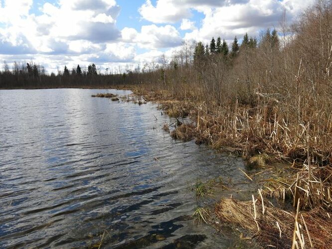 Maakond: Valgamaa Veekogu nimi: Päidla Uibujärv Pildistamise aeg: 1. mai 2013 Pildistaja: H. Timm Pildistamise koht: teadmata Asimuut: