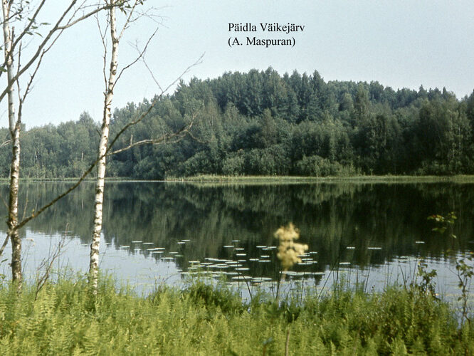 Maakond: Valgamaa Veekogu nimi: Päidla Väikejärv Pildistamise aeg: teadmata Pildistaja: A. Maspuran Pildistamise koht: teadmata Asimuut: