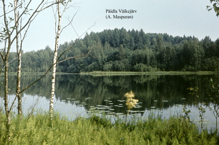 Maakond: Valgamaa Veekogu nimi: Päidla Väikejärv Pildistamise aeg: teadmata Pildistaja: A. Maspuran Pildistamise koht: teadmata Asimuut: