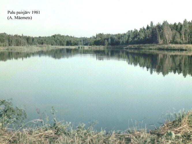 Maakond: Valgamaa Veekogu nimi: Palu paisjärv Pildistamise aeg: 1981 Pildistaja: A. Mäemets Pildistamise koht: teadmata Asimuut: