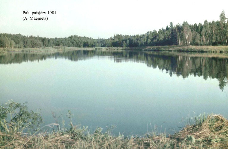 Maakond: Valgamaa Veekogu nimi: Palu paisjärv Pildistamise aeg: 1981 Pildistaja: A. Mäemets Pildistamise koht: teadmata Asimuut: