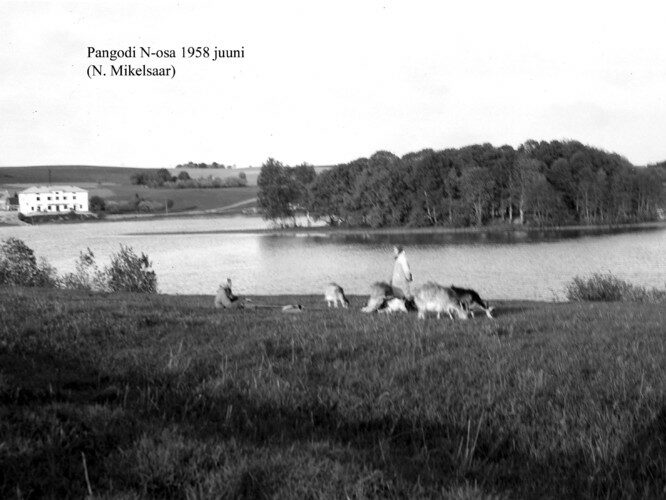 Maakond: Tartumaa Veekogu nimi: Pangodi järv Pildistamise aeg: juuni 1958 Pildistaja: N. Mikelsaar Pildistamise koht: N osa NW kaldalt Asimuut: NE