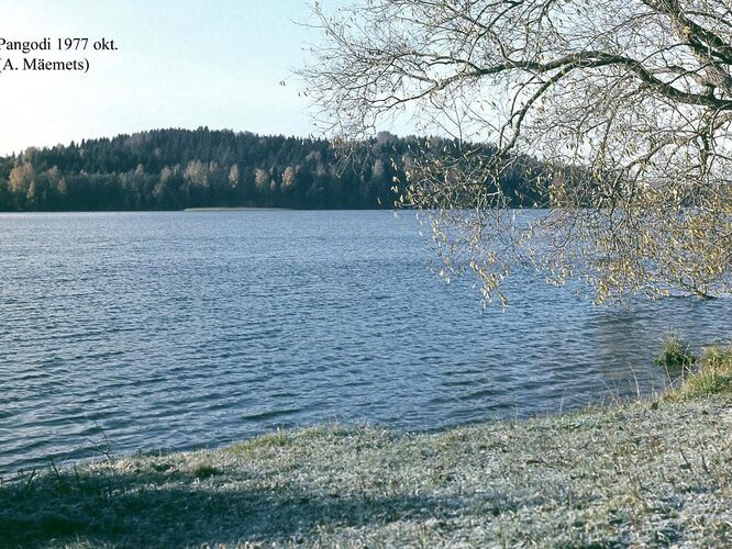 Maakond: Tartumaa Veekogu nimi: Pangodi järv Pildistamise aeg: oktoober 1977 Pildistaja: A. Mäemets Pildistamise koht: teadmata Asimuut: