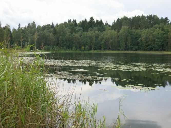 Maakond: Tartumaa Veekogu nimi: Pangodi järv Pildistamise aeg: 29. august 2014 Pildistaja: H. Timm Pildistamise koht: Hurda laht Asimuut: