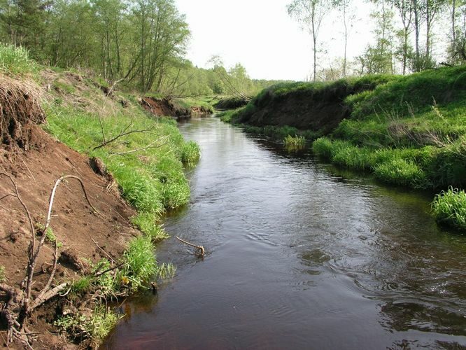 Maakond: Valgamaa Veekogu nimi: Pedeli jõgi Pildistamise aeg: 22. mai 2007 Pildistaja: H. Timm Pildistamise koht: Jaanikese Asimuut: