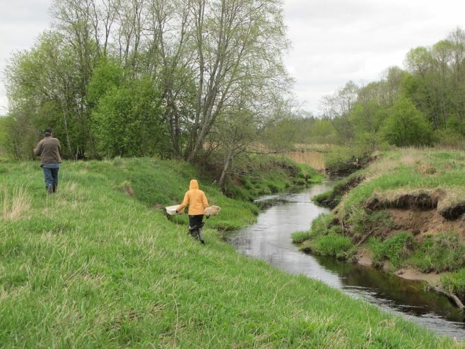 Maakond: Valgamaa Veekogu nimi: Pedeli jõgi Pildistamise aeg: 7. mai 2012 Pildistaja: H. Timm Pildistamise koht: Jaanikese Asimuut: