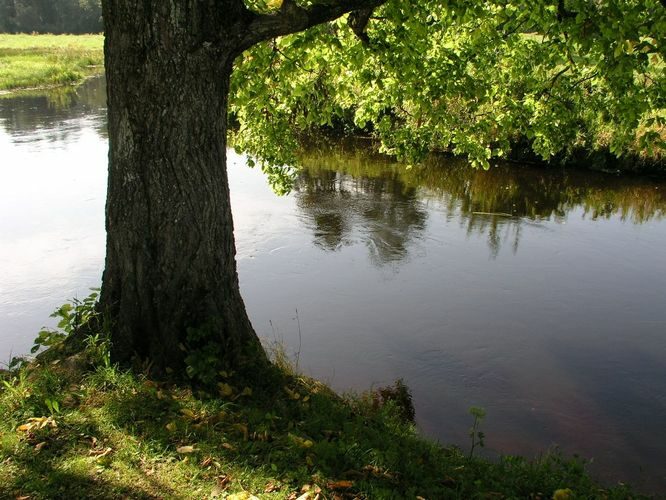 Maakond: Tartumaa Veekogu nimi: Pedja jõgi Pildistamise aeg: 9. september 2009 Pildistaja: H. Timm Pildistamise koht: Kirna laagrikoht Asimuut: