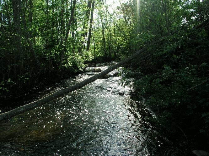 Maakond: Tartumaa Veekogu nimi: Peeda jõgi Pildistamise aeg: 24. mai 2009 Pildistaja: H. Timm Pildistamise koht: teadmata Asimuut: