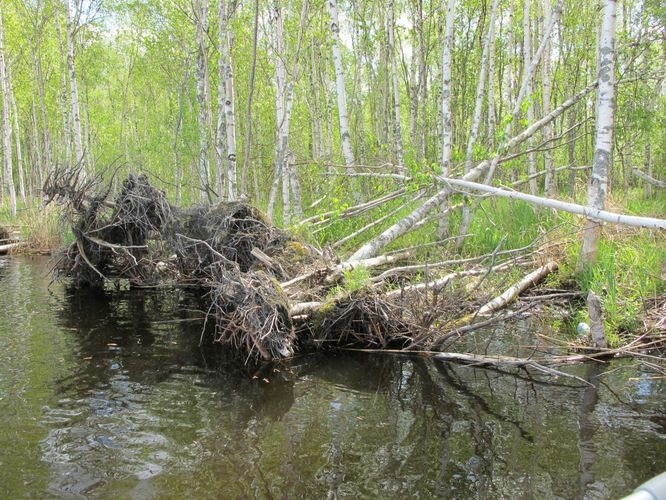 Maakond: Tartumaa Veekogu nimi: Peipsi järv Pildistamise aeg: 28. mai 2012 Pildistaja: H. Timm Pildistamise koht: Pedaspää kurm Asimuut: