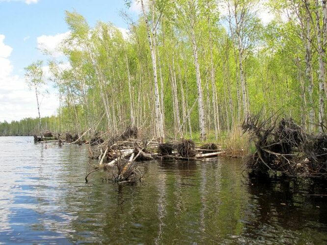 Maakond: Tartumaa Veekogu nimi: Peipsi järv Pildistamise aeg: 28. mai 2012 Pildistaja: H. Timm Pildistamise koht: Pedaspää kurm Asimuut: