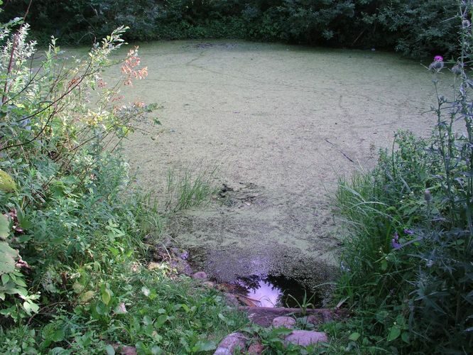 Maakond: Tartumaa Veekogu nimi: Petseri aia tiik Pildistamise aeg: 26. juuli 2007 Pildistaja: H. Timm Pildistamise koht: teadmata Asimuut: