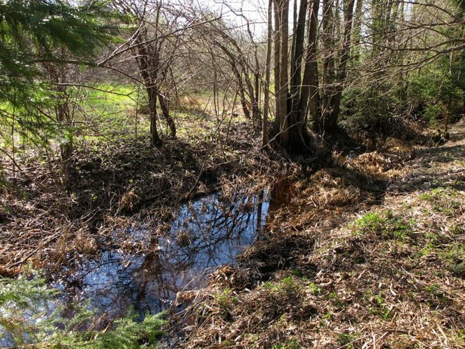 Maakond: Tartumaa Veekogu nimi: Petseri oja Pildistamise aeg: 30. aprill 2011 Pildistaja: H. Timm Pildistamise koht: Ruusaku talu Asimuut: