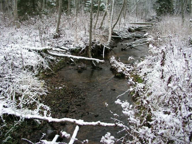 Maakond: Tartumaa Veekogu nimi: Piigandi oja Pildistamise aeg: 20. november 2005 Pildistaja: H. Timm Pildistamise koht: teadmata Asimuut: