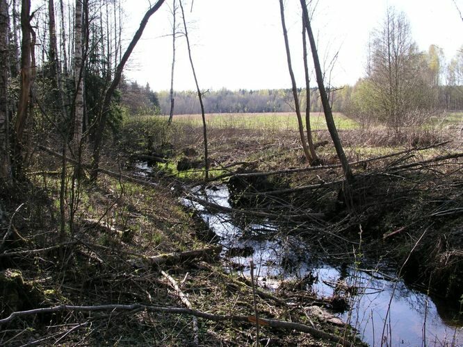 Maakond: Tartumaa Veekogu nimi: Piigandi oja Pildistamise aeg: 6. mai 2007 Pildistaja: H. Timm Pildistamise koht: teadmata Asimuut: