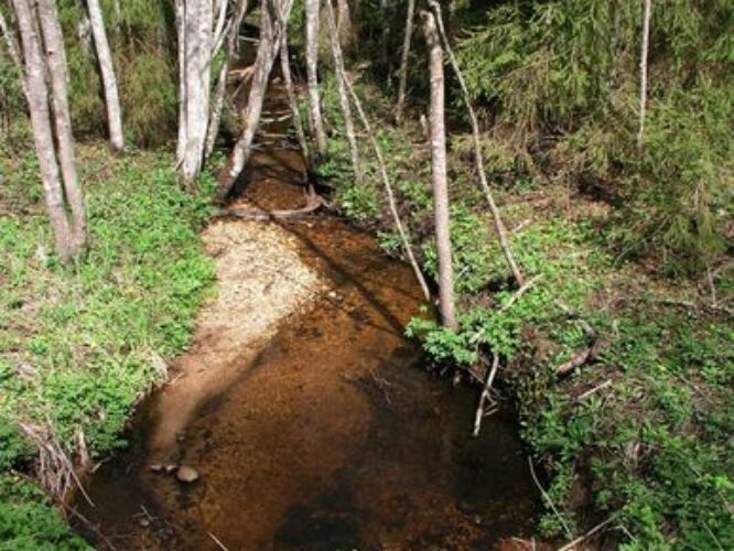 Maakond: Tartumaa Veekogu nimi: Piigandi oja Pildistamise aeg: 10. mai 2009 Pildistaja: H. Timm Pildistamise koht: Proua sild Asimuut: