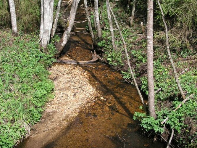 Maakond: Tartumaa Veekogu nimi: Piigandi oja Pildistamise aeg: 10. mai 2009 Pildistaja: H. Timm Pildistamise koht: Proua sild Asimuut: