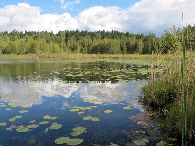 Maakond: Valgamaa Veekogu nimi: Põhtjärv Pildistamise aeg: 4. september 2012 Pildistaja: H. Timm Pildistamise koht: teadmata Asimuut: