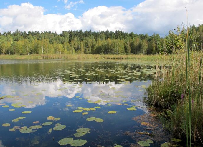 Maakond: Valgamaa Veekogu nimi: Põhtjärv Pildistamise aeg: 4. september 2012 Pildistaja: H. Timm Pildistamise koht: teadmata Asimuut: