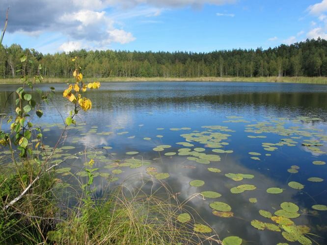 Maakond: Valgamaa Veekogu nimi: Põhtjärv Pildistamise aeg: 4. september 2012 Pildistaja: H. Timm Pildistamise koht: teadmata Asimuut: