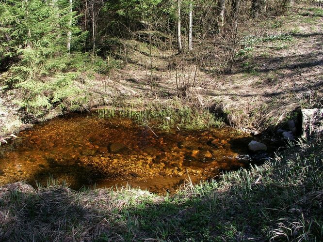 Maakond: Valgamaa Veekogu nimi: Poslavitsa oja Pildistamise aeg: 2. mai 2009 Pildistaja: H. Timm Pildistamise koht: teadmata Asimuut: