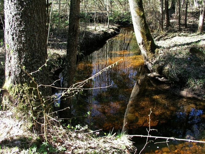 Maakond: Valgamaa Veekogu nimi: Poslavitsa oja Pildistamise aeg: 2. mai 2009 Pildistaja: H. Timm Pildistamise koht: teadmata Asimuut: