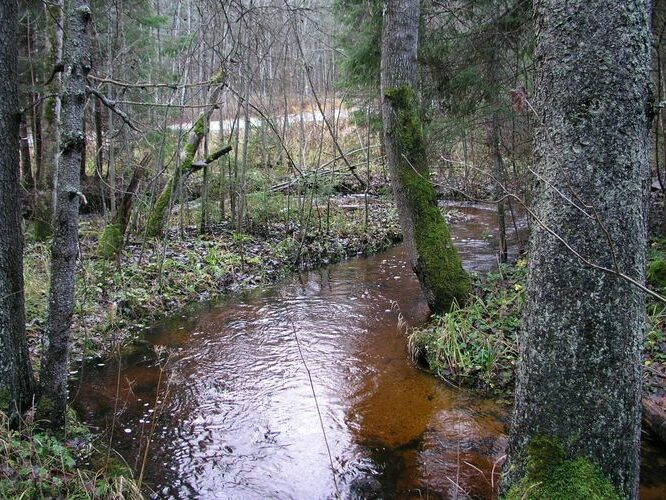 Maakond: Valgamaa Veekogu nimi: Poslovitsa oja Pildistamise aeg: 1. november 2008 Pildistaja: H. Timm Pildistamise koht: teadmata Asimuut: