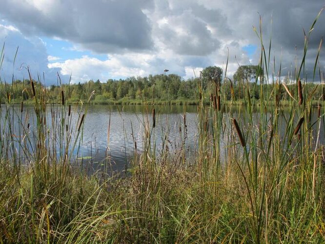 Maakond: Valgamaa Veekogu nimi: Pupsi järv Pildistamise aeg: 4. september 2012 Pildistaja: H. Timm Pildistamise koht: teadmata Asimuut: